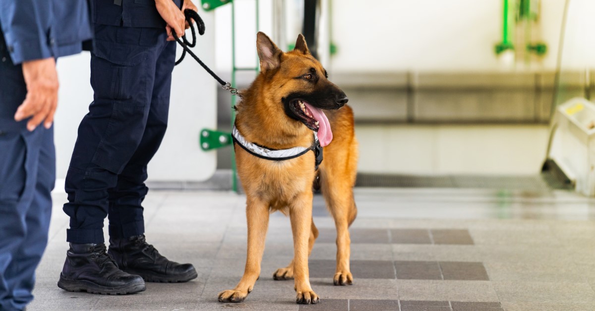 Retired police store dogs for adoption